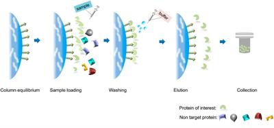 1Progress, applications, challenges and prospects of protein purification technology